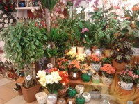 /album/galeria/a3-jpg/