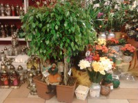 /album/galeria/a5-jpg/